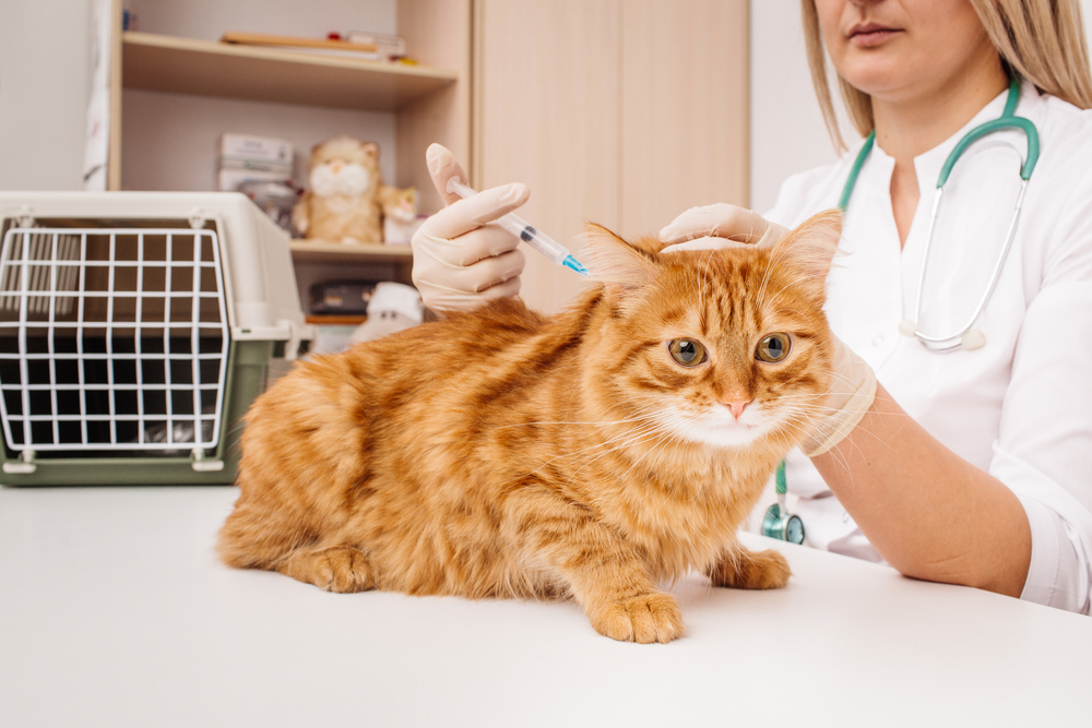 Pet Vaccinations 101 Your Guide to Vital Vaccinations for Your