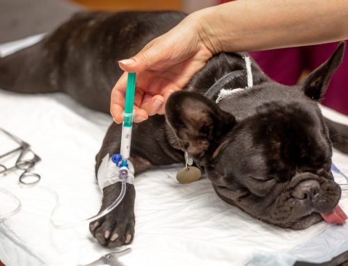 Highest Standards of Care That Keep Your Pet Safe During Surgery
