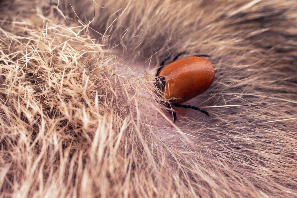 What All Pet Owners Should Know About Flea and Tick Prevention - GUAM Pet  Hospital