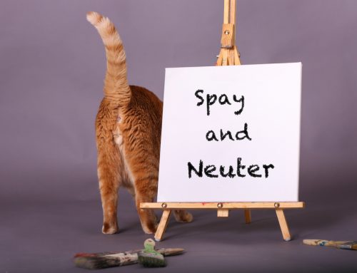 7 Critical Reasons to Spay or Neuter Your Pet