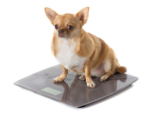 Is My Pet Overweight? How You Can Tell and What You Should Do