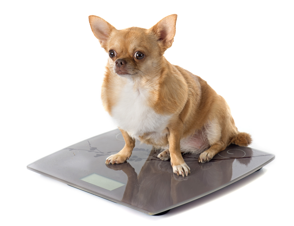Is My Pet Overweight How You Can Tell And What You Should Do Guam