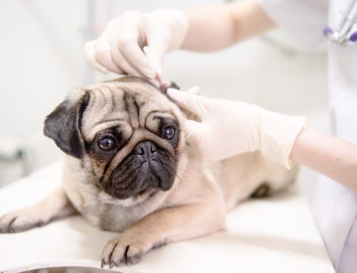 Snort, Sniffle, Gasp—Health Problems in Brachycephalic Pets