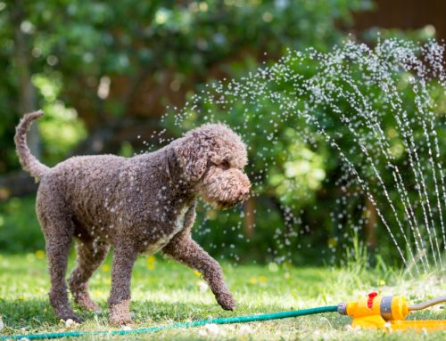 Protecting Pets from Heatstroke During the Dog Days of Summer