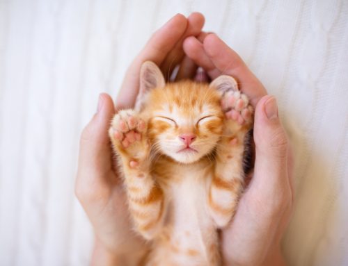 Feline Vaccination 101: What Vaccines Does My Kitten Need?