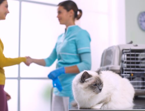 The Unexpected Ways Our Veterinarian Can Help Your Pet