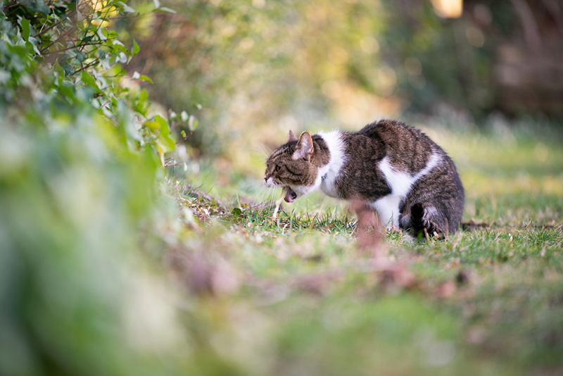 Feline Vomiting: Causes, Symptoms, and When to See a Vet - GUAM Pet ...