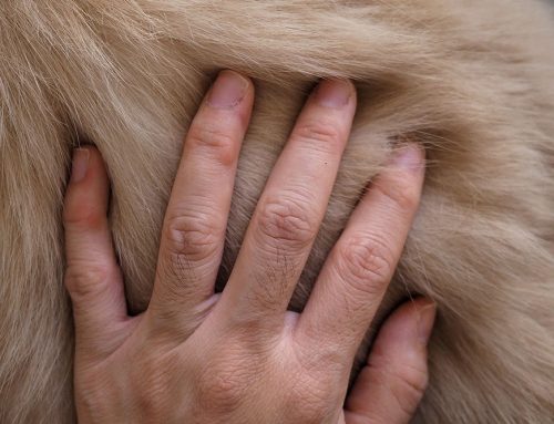Fur Falling Out? What Hair Loss Could Mean for Your Pet