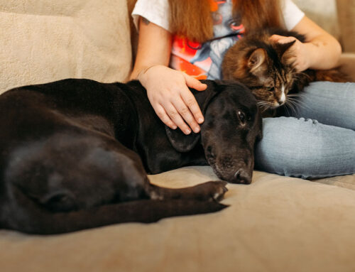 Signs of Stress and Anxiety in Dogs and Cats: How to Help Your Pet