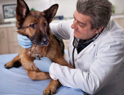 Common Aging Dog Diseases and How to Manage Them