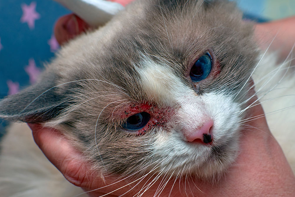 A close-up of a cat with red, irritated skin around its eyes being gently held by a person, showing signs of discomfort or possible infection.