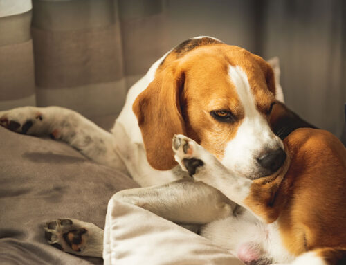Common Breed-Related Diseases and Problems in Pets