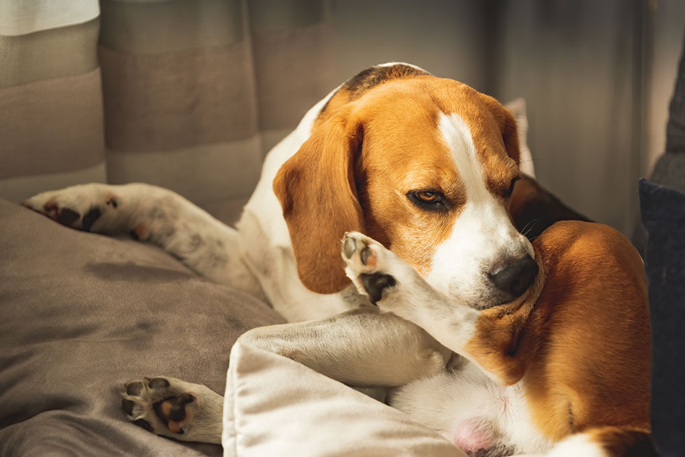 A beagle sits curled up on a couch, scratching its face with its hind leg while sunlight shines softly through nearby curtains.