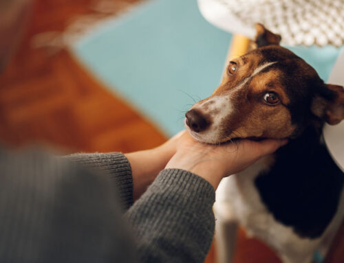 Allergic Reactions: Hives vs. Anaphylaxis and What We Do