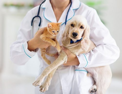 Deworming Schedules for Puppies & Kittens