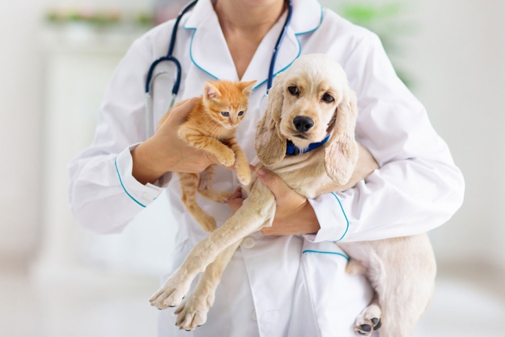 A female veterinarian in a white lab coat smiling while holding a small orange kitten and a cream-colored spaniel puppy in a bright clinic setting.
