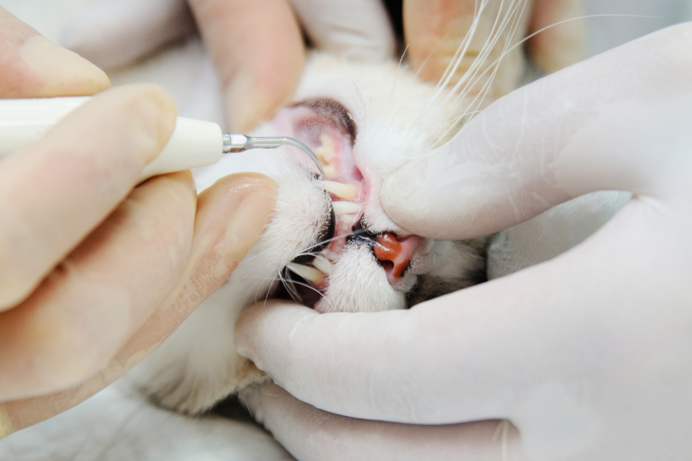 Veterinarian performing dental cleaning on cat to remove tartar and improve oral health