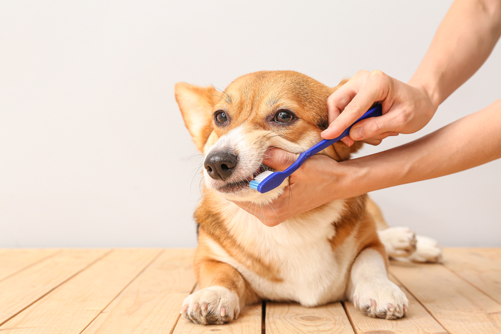 Veterinarian cleaning dog's teeth during professional pet dental care procedure