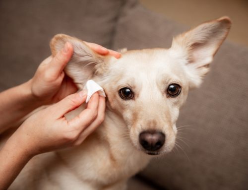 How Do You Stop Your Pet’s Ear Infections From Returning?