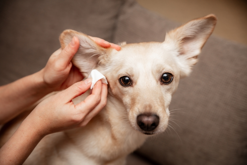 Dog receiving an ear cleaning as part of routine veterinary ear care.