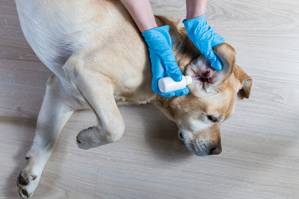 Dog receiving ear medication as part of treatment for an ear condition.